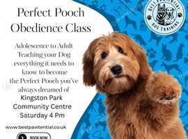 Dog training classes