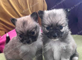 Pomchi puppies