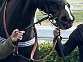 TB Black Broodmare