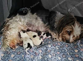 Pure breed Biewer yorkshire terrier with pedigree