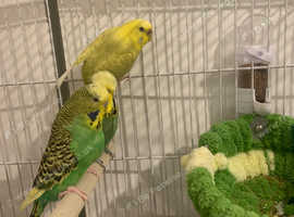 Budgies, Hand tame, pairs, cages, nest boxes available!