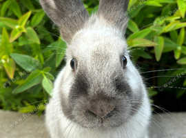 Rare Sallander Rabbit