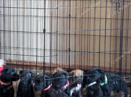 6 mastiff x Lakeland terrier pups