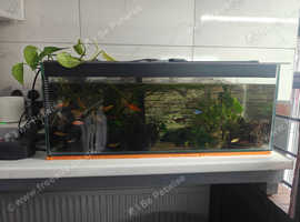 Fish tank with fisk