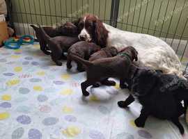 Springer/Labrador  puppies