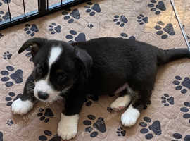 WELSH CARDIGAN CORGI BABIES FROM 5 STAR LICENSED HOME BREEDER