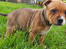Red Staffordshire Bull Terrier pups
