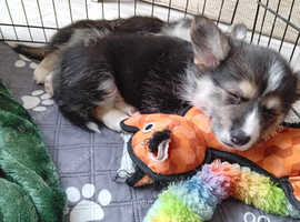 KC registered Male Corgi puppy Tri colour available