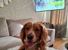 *STUD* Sprocker Spaniel boy