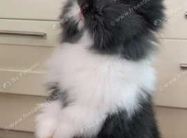 Beautiful baby dwarf/ lionhead rabbits