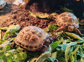 Vets for tortoises near me cheap