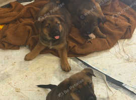 Belgium malinois x rottweiler