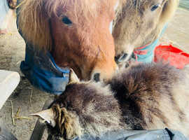 Amazing therapy pony for loan