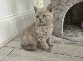 British blue store cats for rehoming