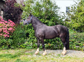 15'1 gelding lwvtb