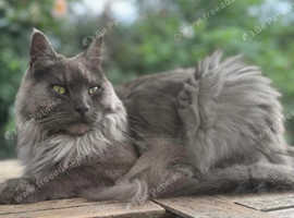 Missing Grey Ragdoll/Maine Coon from Peckham since 31st March