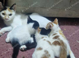 Kitten for sale
