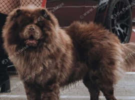 Chocolate male chow chow