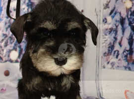 Ready to go, show quality, champion line, fully health clear schnauzer pups