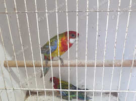 Rosellas