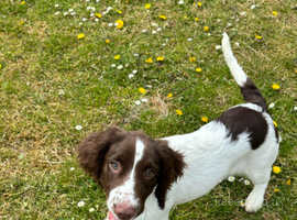 A 4 months old female English Springer Spaniel puppy for sale. Had injections and been chipped