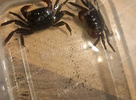 Vampire crabs adults x 2 for sale
