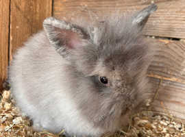 Pure Lionheads