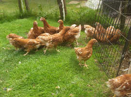 Young Hens in Burntwood on Freeads Classifieds - Other classifieds