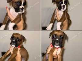 Ready to leave KC registered pups