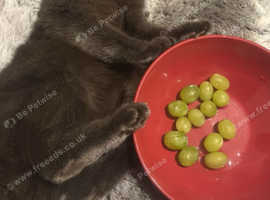 Cute Junior Cat For Sale