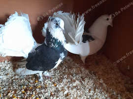 4 fantails