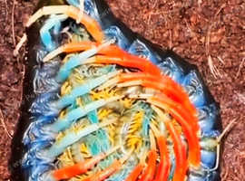 Jewel Centipede Plings 2" to 3"+