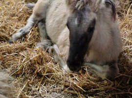 Yearling colt
