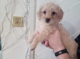 Yorkiepoo puppies