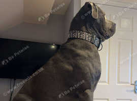 Beautiful grey Cane Corso Max