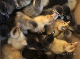 Happy healthy pure bred silver Appleyard ducklings available!