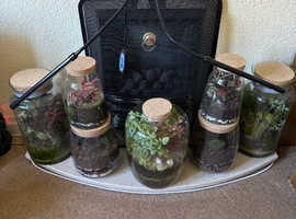 Free Closed/Open Terrariums
