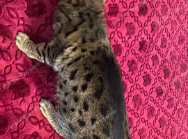 Savannah cat female
