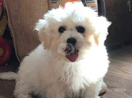 Bichon frise deals puppies near me