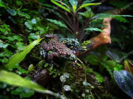 Fire Bellied Toad Breeding Group