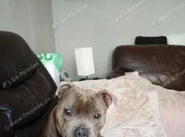 Staffordshire bull terrier bitch