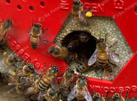 BS National 6 frame honeybee nuc