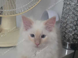 Beautiful male flame point ragdoll kitten
