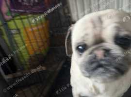 Pug