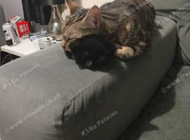 4 beautiful Bengal X for sale