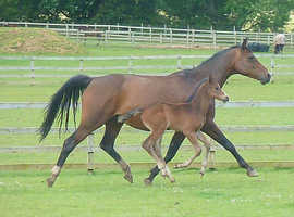 Gorgeous companion or project 16hh bay mare
