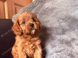 True toy cavapoo boys available exclusively health tested parents