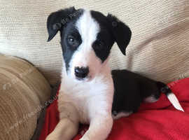 Boy collies ready now ISDS registered  Mum and Dad DNA tested and health checked