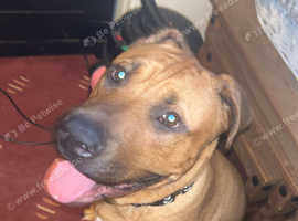 Beautiful boy for sale