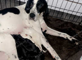 POINTER PUPPIE